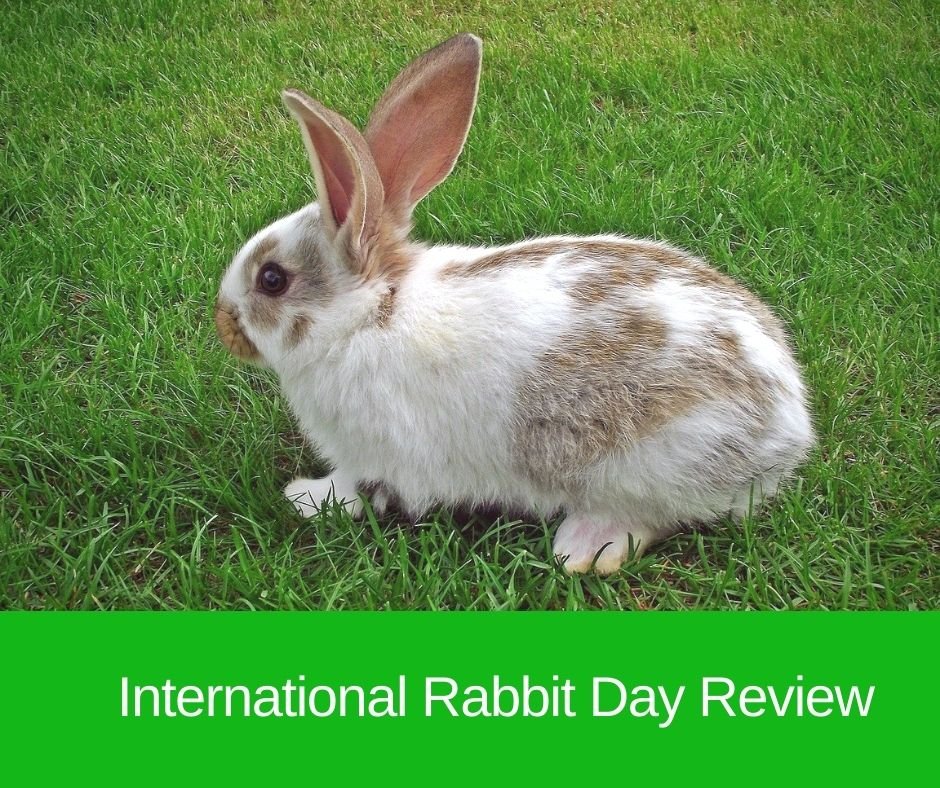 Rabbit Day Review