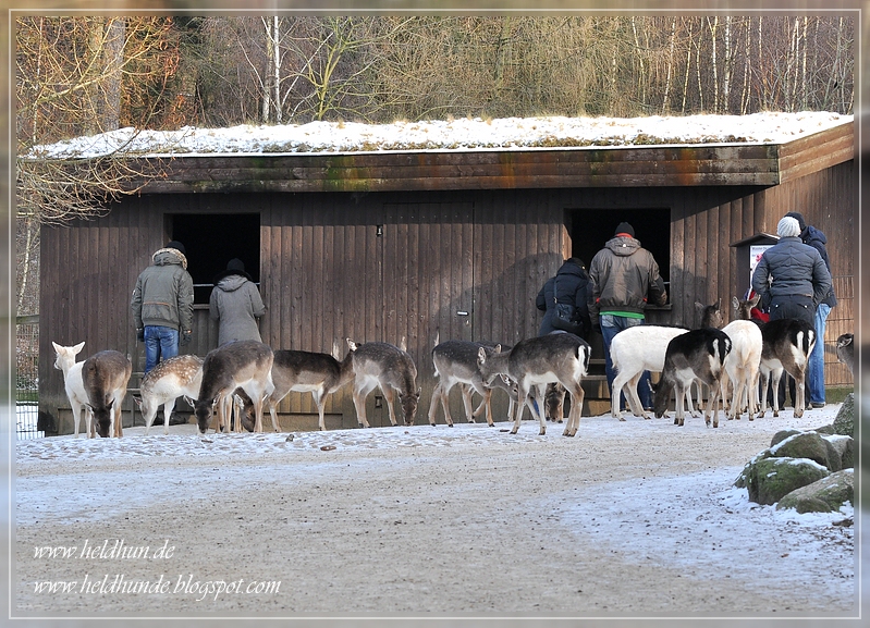 Heldhunde! Spontaner WildparkBesuch