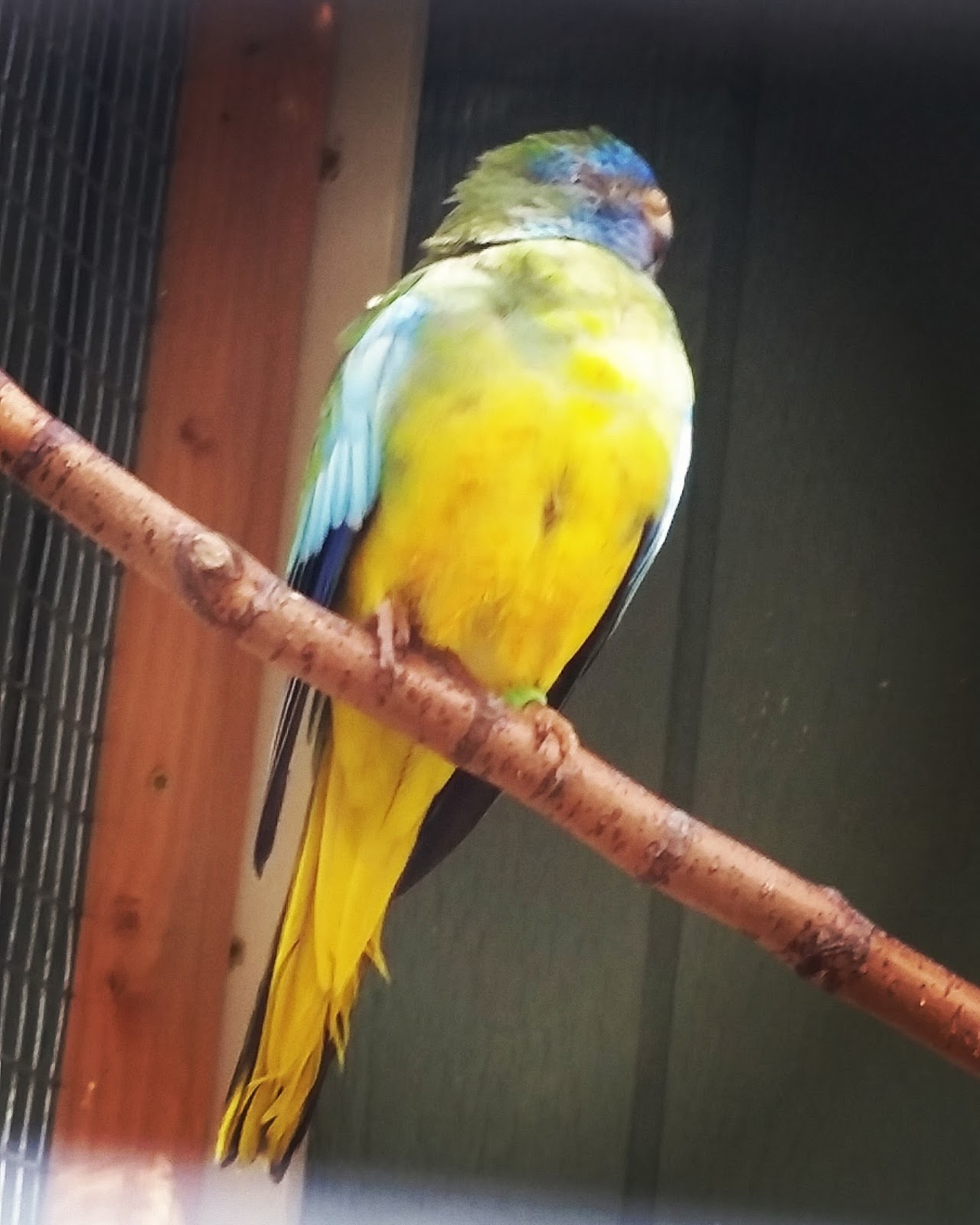 Happy Bird Place Finch and Grasskeet Blog 2016