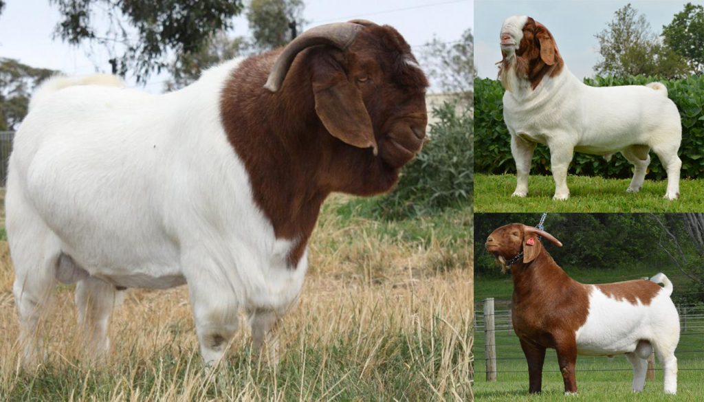 How To Start Profitable Goat Farming Business how-to-start-profitable-goat-farming-business