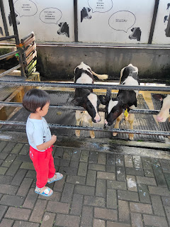 Berpetualang Ke Mini Zoo Farm House Lembang Bandung