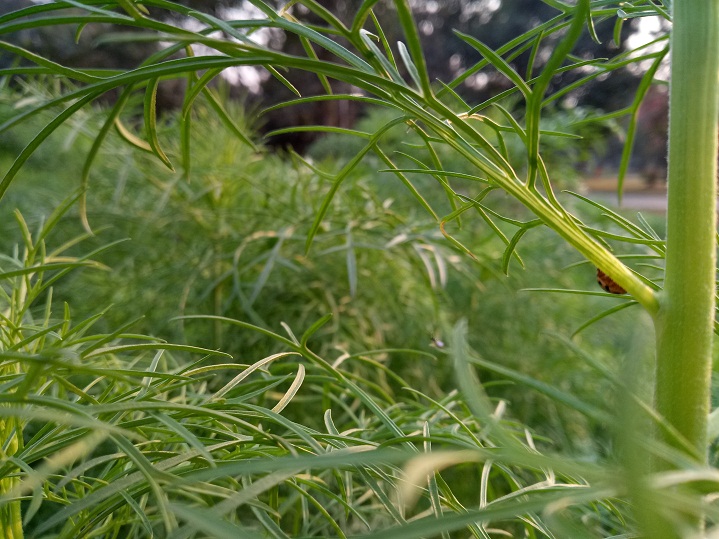 Primo RM3s review Camera Sample 2