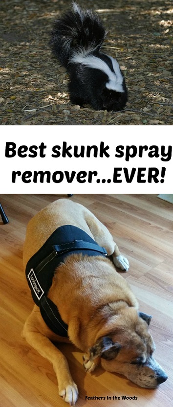 Can Skunk Spray Make A Dog Sick