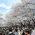 5 great views of Japanese cherry blossoms in Tokyo