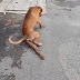 «Πανούργος» σκύλος κάνει τον άρρωστο για να τον λυπηθούν και να του δώσουν φαγητό! (video)