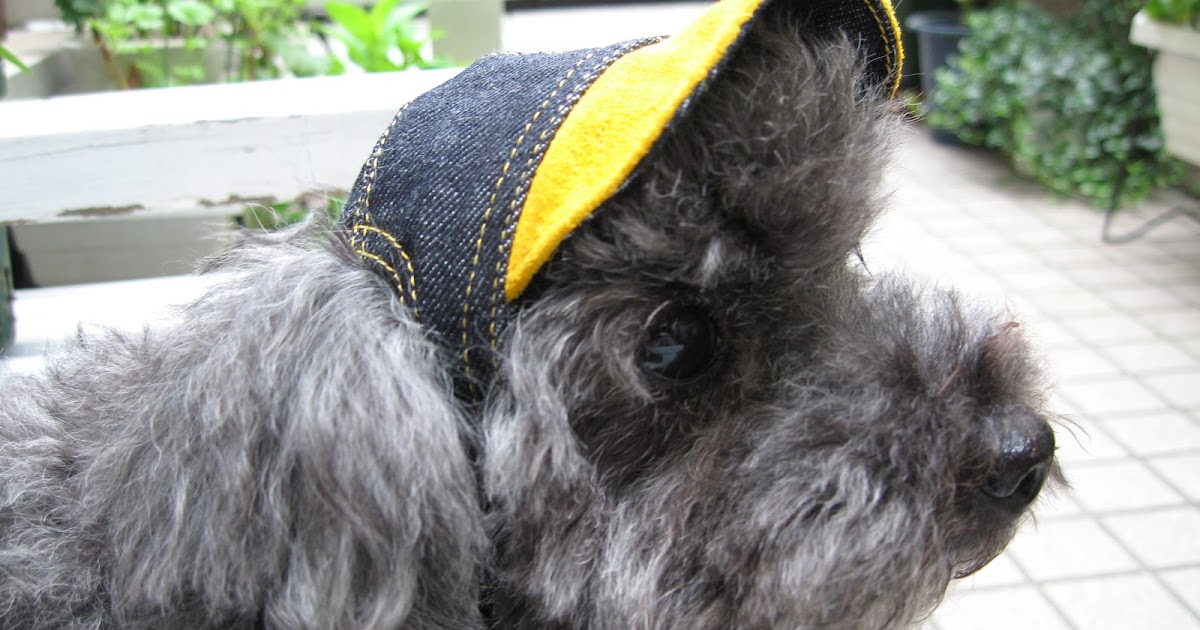 犬の帽子のお店 I.M.GALLERY blog: 新商品紹介 デニムキャップ（全6色）