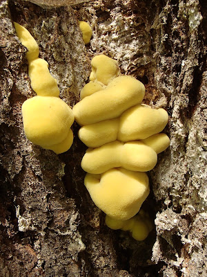 grzyby 2017, grzyby w maju, Laetiporus sulphureus żółciak siarkowy