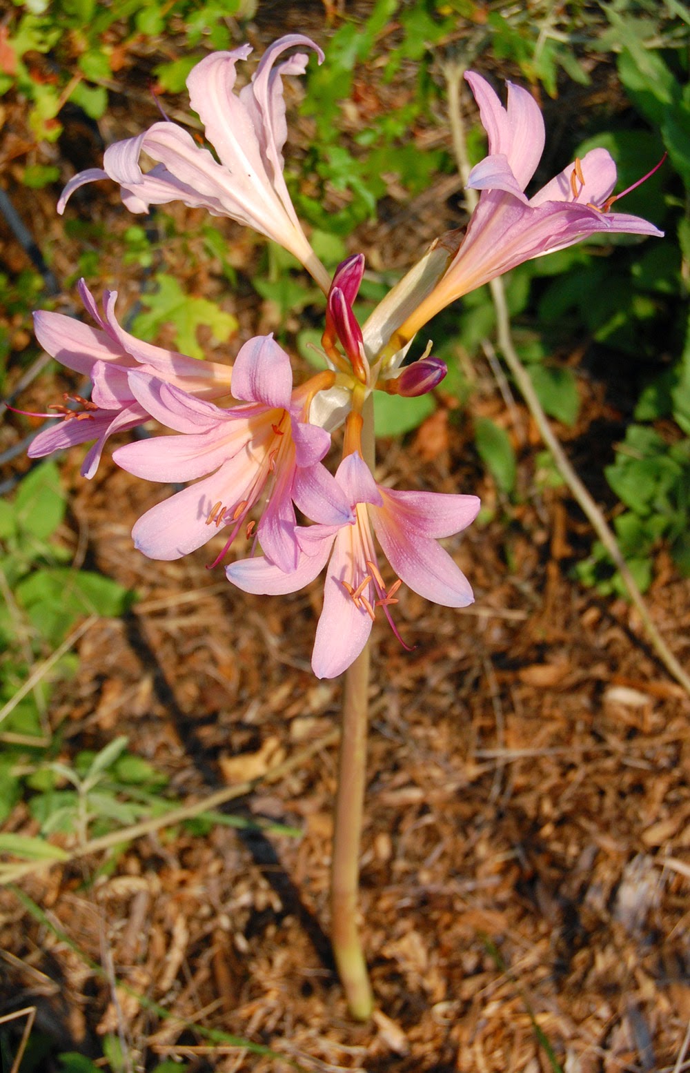 Eclectic Design Choices Designs for Your Life Fall Flowering Bulbs