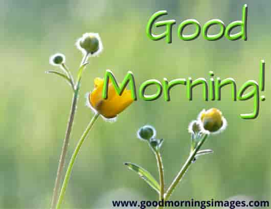 good morning shayari image good morning shayari image