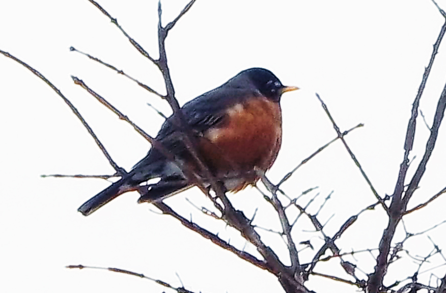On the Light Side Round Robins