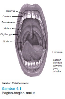 Dian Husada "Anatomi Sistem Pencernaan": Anatomi Mulut dan Esofagus