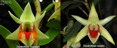 HÌnh dáng khá giống nhau giữa Dendrobium cruentum và Dendrobium suzukii