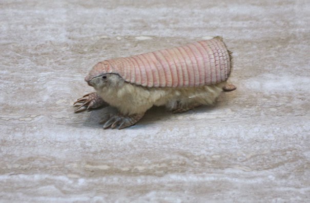 Pink Fairy Armadillo - 22 Bizzarre Animals You Probably Didn’t Know Exist