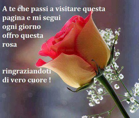 una rosa per tutti