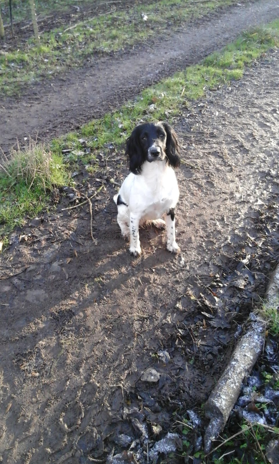 Molly - Springer Spaniel