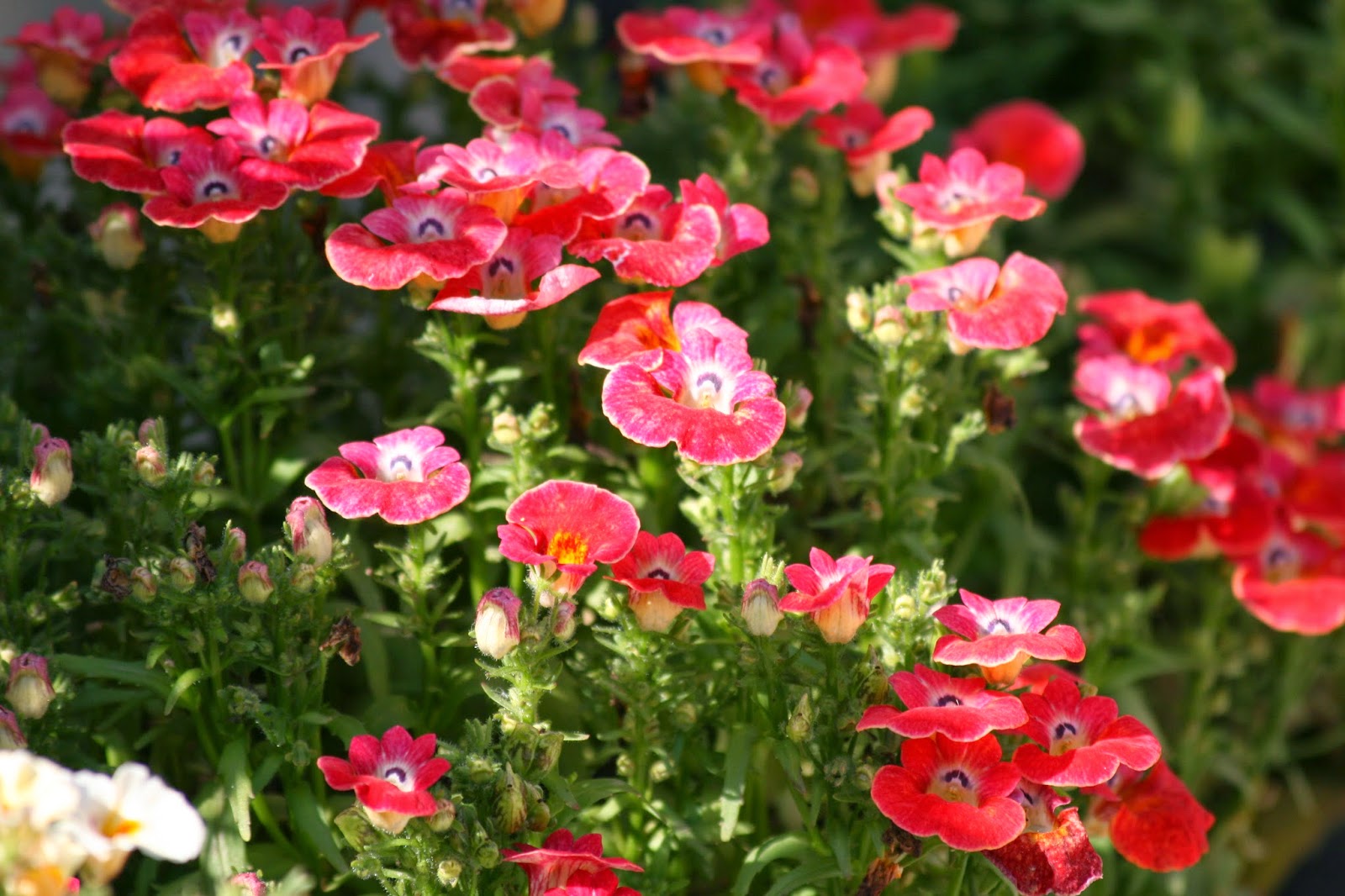Home Gardening India Collecting Seeds Nemesia