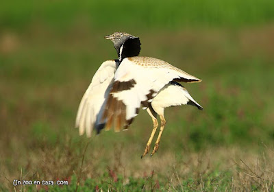 Sisón a punto de volar 