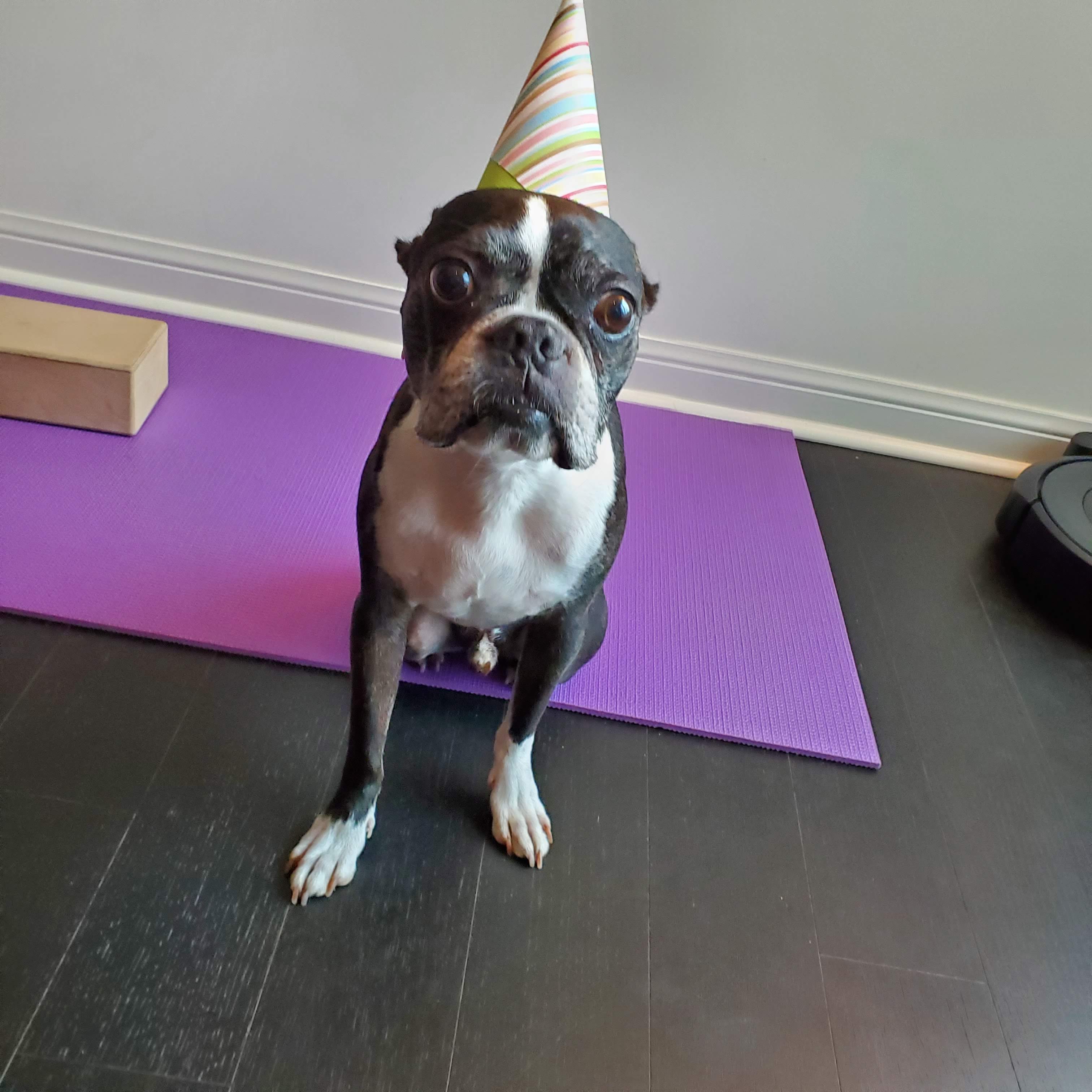 Sir Oreo special – birthday dinner for doggo