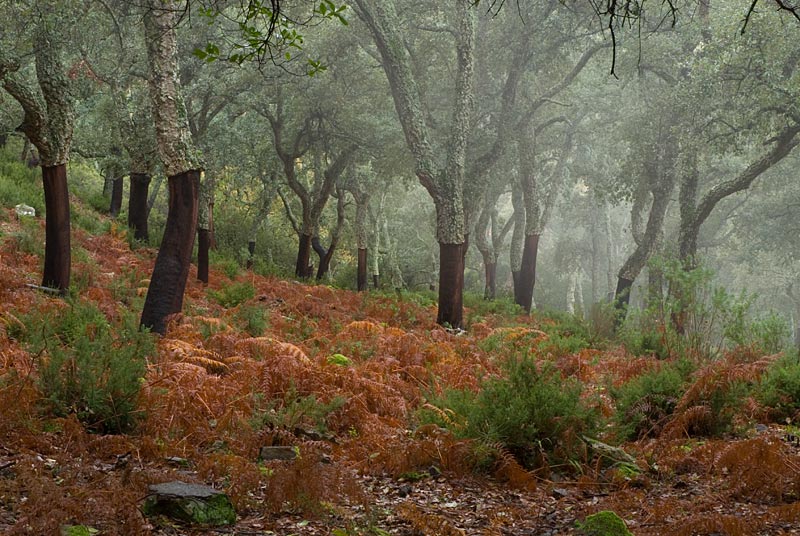 parque natural de los alcornocales un lugar magico por su espesa niebla a sur de andalucia
