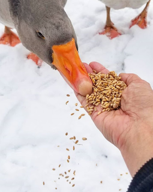 What Do Backyard Geese Eat? Fresh Eggs Daily® with Lisa Steele