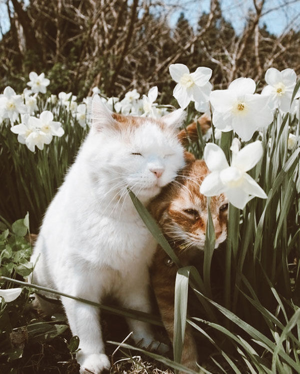 From Instagram | Caught up in Cottagecore