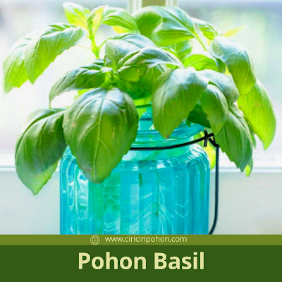 Ciri Ciri Pohon Basil