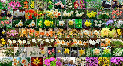 сообщество нарциссов фото нарциссов из сообщества