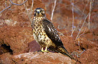 Galapagos Hawk on Rabida Island