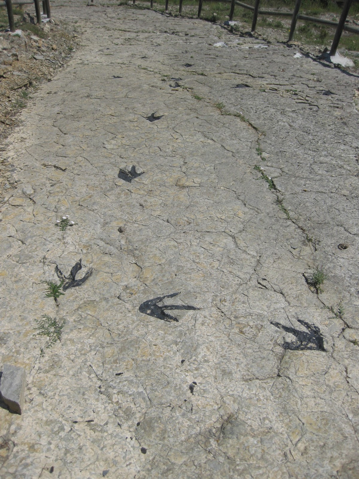 Los álamos dorados Ruta de las icnitas