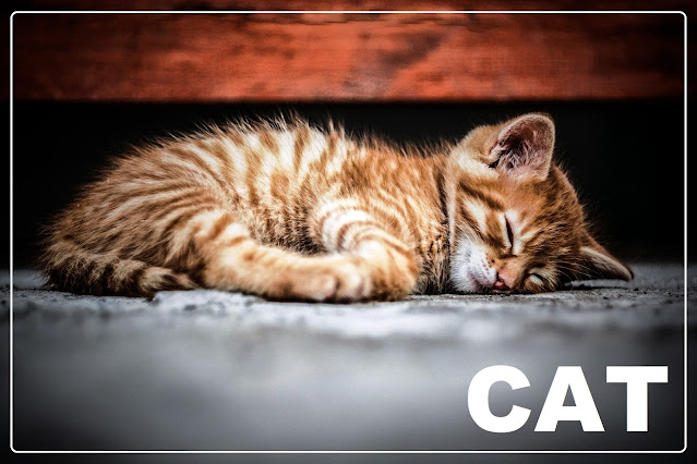 सच्चा प्रेम 4 THE NEWS FRAME