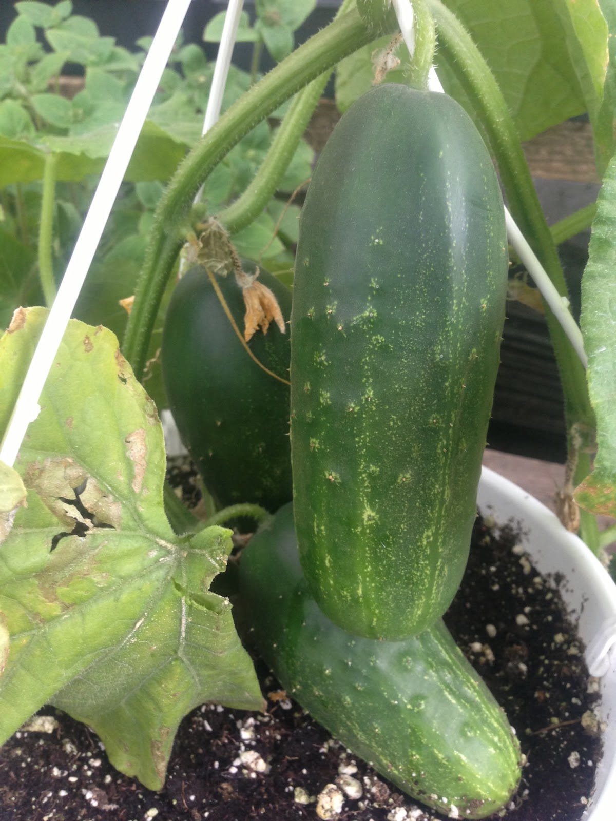 CSA Shares Cucumbers