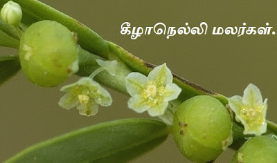 Phyllanthus amarus flower