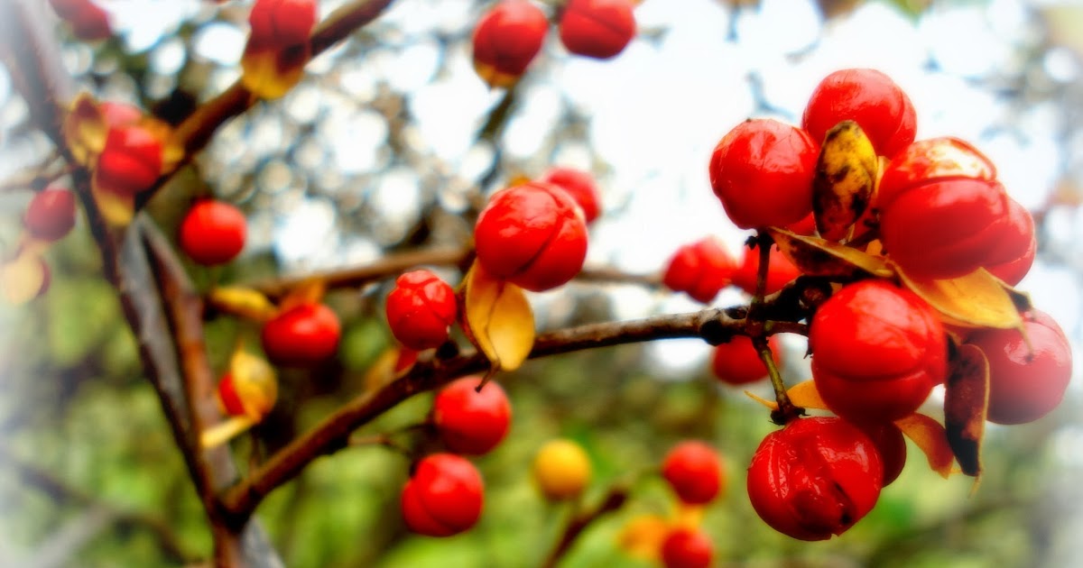 My Favorite Things Bittersweet