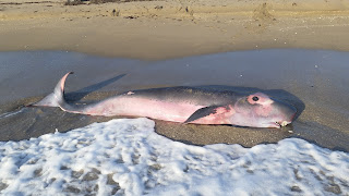 Hutchinson Adası, Florida'da bir Pigme ispermeçet balinası karaya vurmuş.