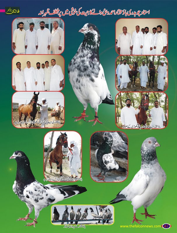 New Pigeons Magazine Latest Pakistani Champion Kabootar Pigeons