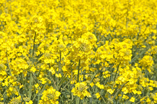 cultivo de colza