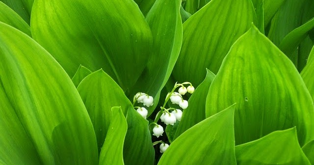 Mutter Kater Kind Kikaninchen Dvd Vol 5 Dibedibedab Mit