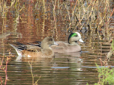 Gray Lodge Wildlife Area