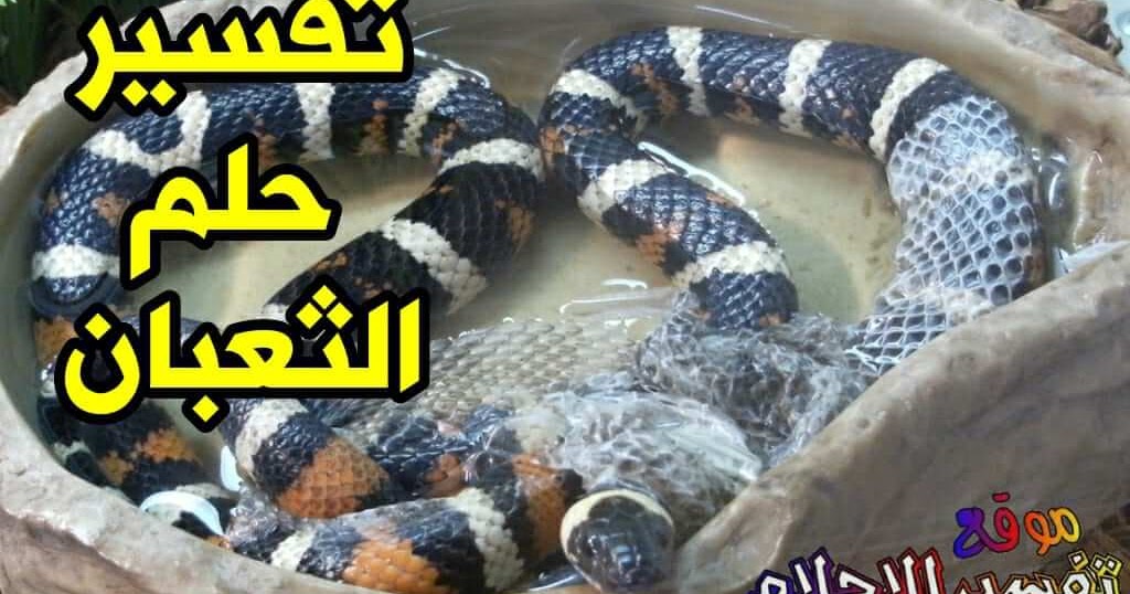 تفسير حلم الثعبان في المنام للمتزوجة والحامل والعزباء