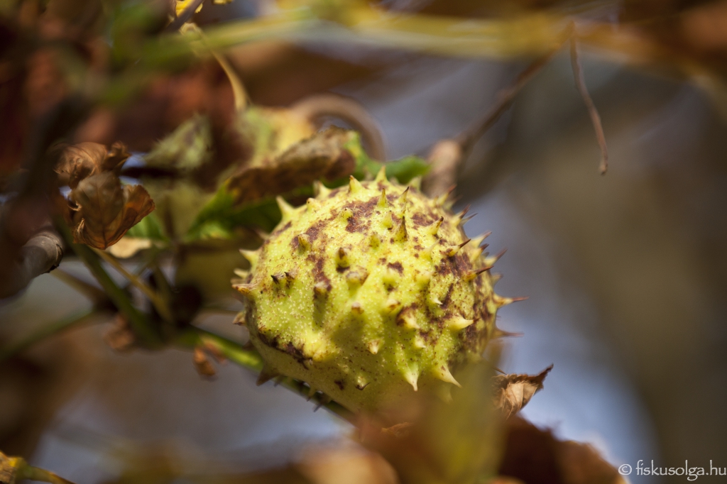 Osz Szele Zummog Aluszik A Nyar Mar Creative Yoda