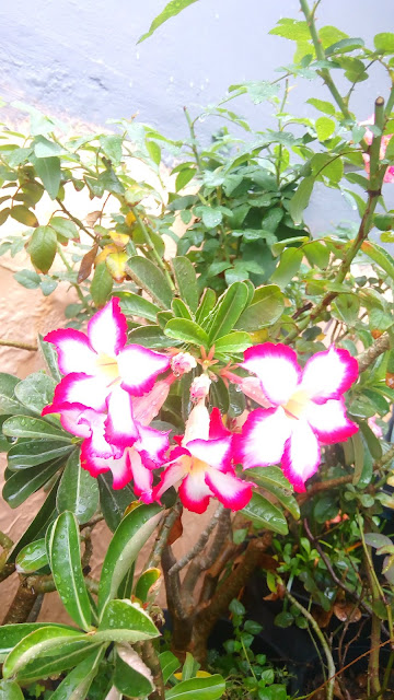 Adenium Merah Putih Mekar