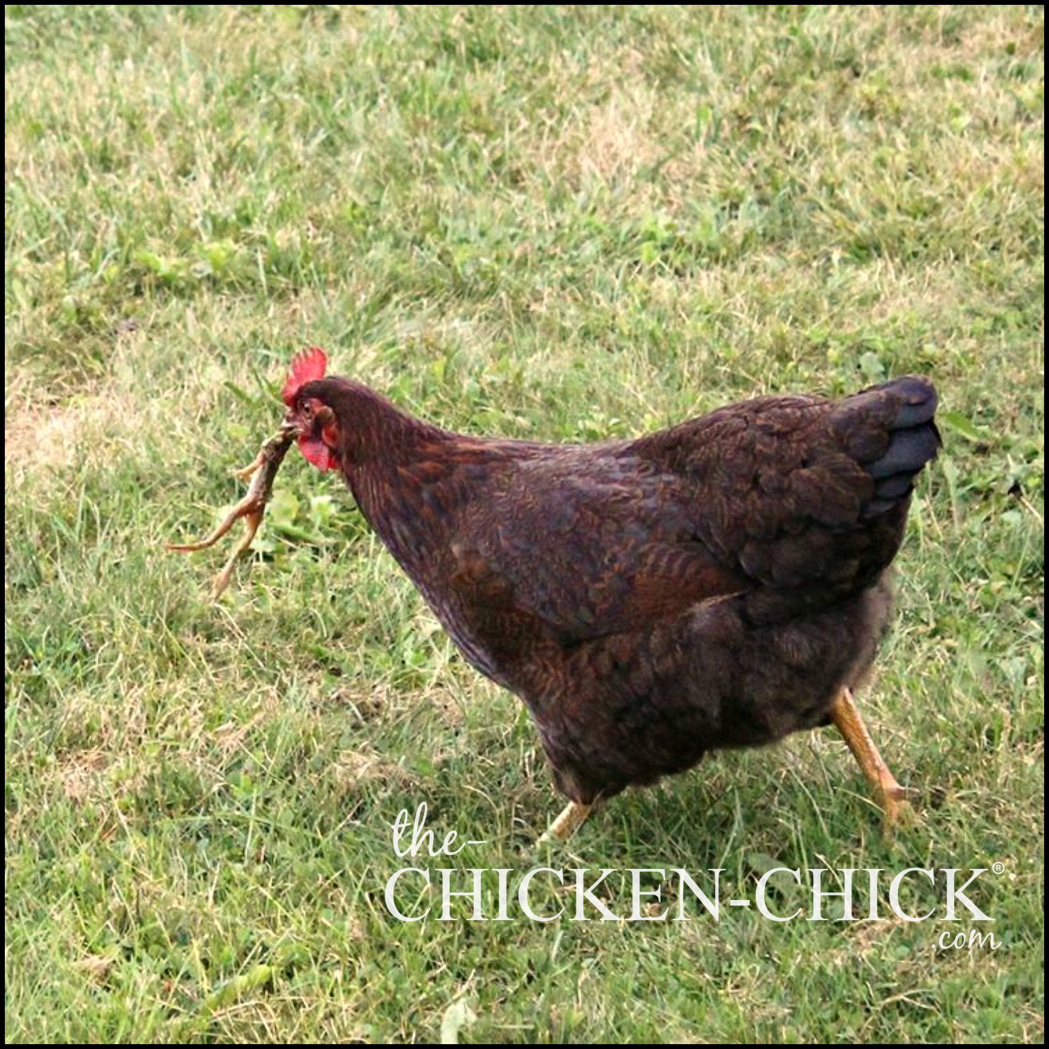 Chickens Don't Bring Teeth As Well As To A Greater Extent Than Fun