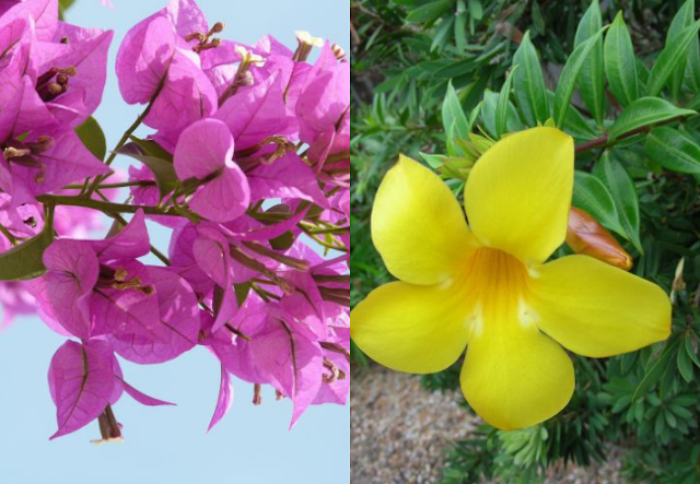 Pingin Rumah Adem Tanpa AC, Tanam Saja 7 Bunga Indah Ini Dirumah Anda!