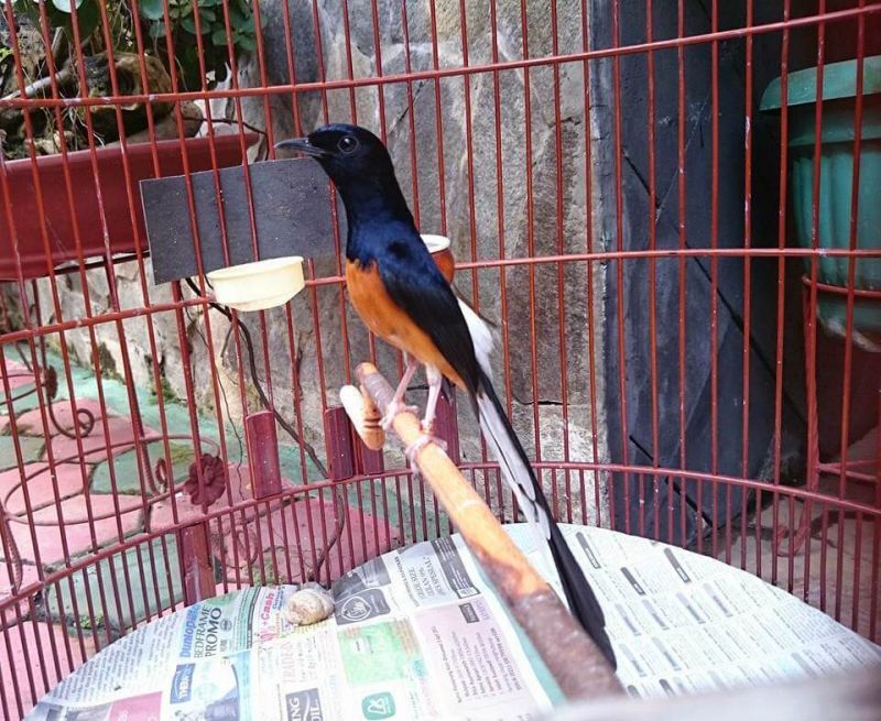 5 Jenis Murai Batu Yang Paling Bagus - ARTIKEL BURUNG