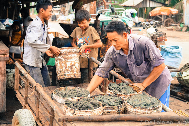 Campagne de Battambang - Cambodge