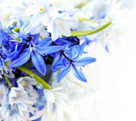 صور زهور