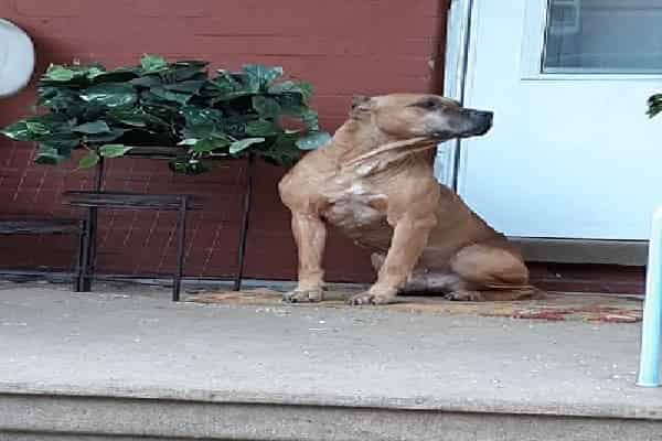 Deserted Pet Dog Waits On Porch For Weeks Unaware Family Members Moved Away