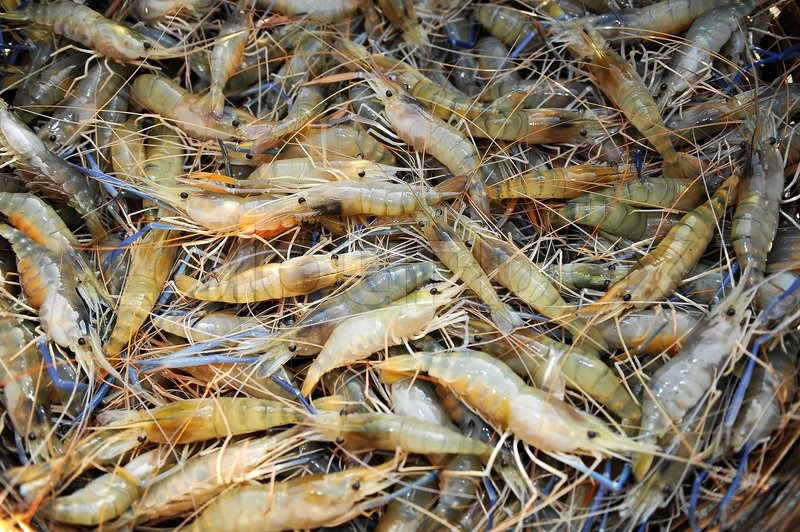 Our Profile Indonesia Shrimps Supplier, Shrimps Exporters Indonesia