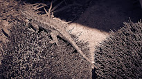 Tidy Fence Lizard