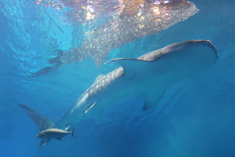 熱く語ってもサメた話 Haieのフロク 沖縄サメ紀行 沖縄とサメと私